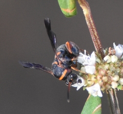 Leucospis slossonae