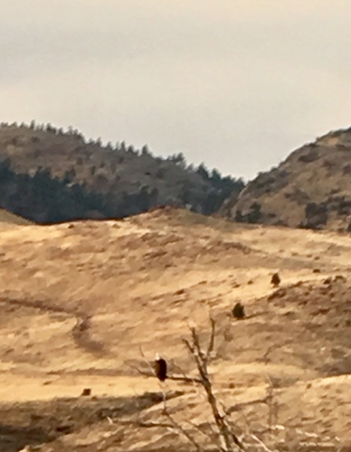 Bald Eagle photographed in Nevada