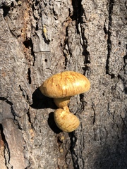 Gymnopilus ventricosus image