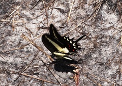 Heraclides hectorides