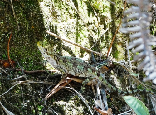 Urostrophus vautieri
