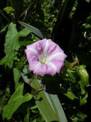 Calystegia sepium roseata