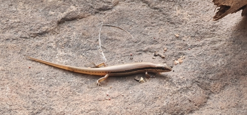 Ornate Soil-crevice Skink, Notoscincus ornatus