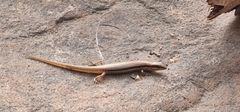 Ornate Soil-crevice Skink