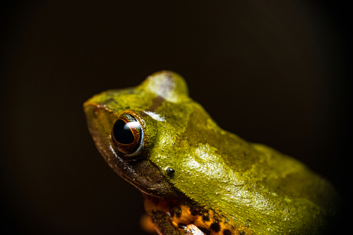Masked Treefrog, Leptomantis angulirostris