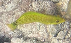 Ballieu's Wrasse photo 5