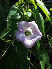 Calystegia sepium roseata