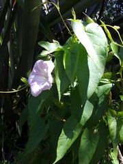 Calystegia sepium roseata