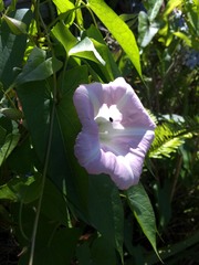 Calystegia sepium roseata