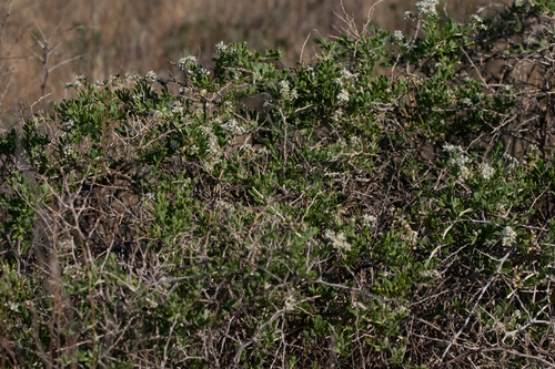 Nitraria sibirica (Nitraria sibirica)