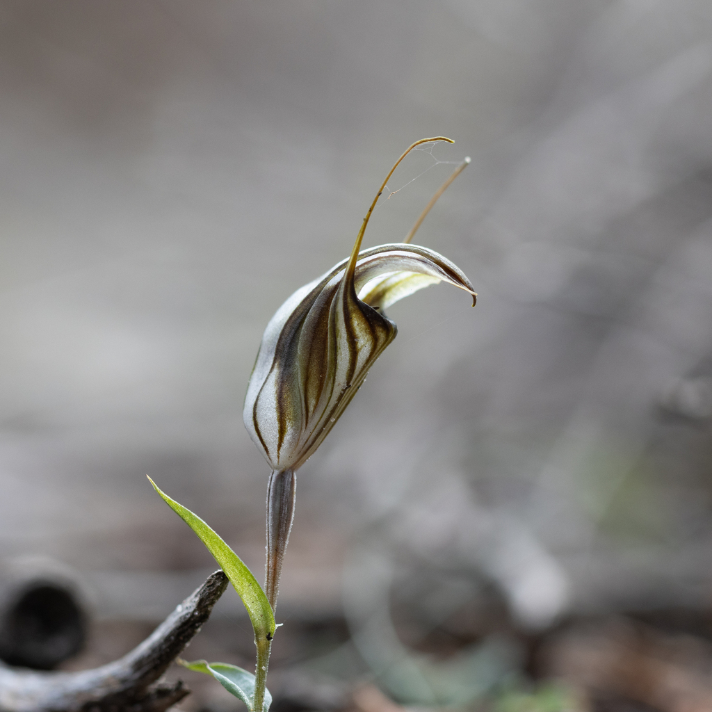Pterostylis dolichochila