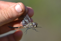 Somatochlora forcipata