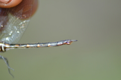 Somatochlora forcipata