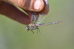 Somatochlora forcipata
