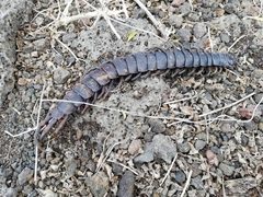Scolopendra galapagoensis
