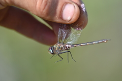 Somatochlora forcipata