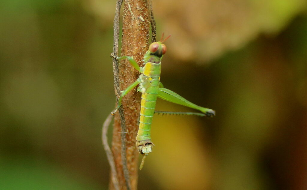 Mastacides pterolepis