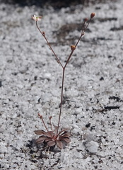 Paramollugo nudicaulis
