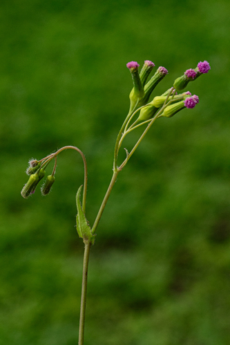 Emilia sonchifolia image