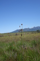 Rhynchospora gracillima