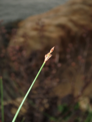 Image of Fimbristylis sieboldii by (c) chiuluan, some rights reserved (CC BY)