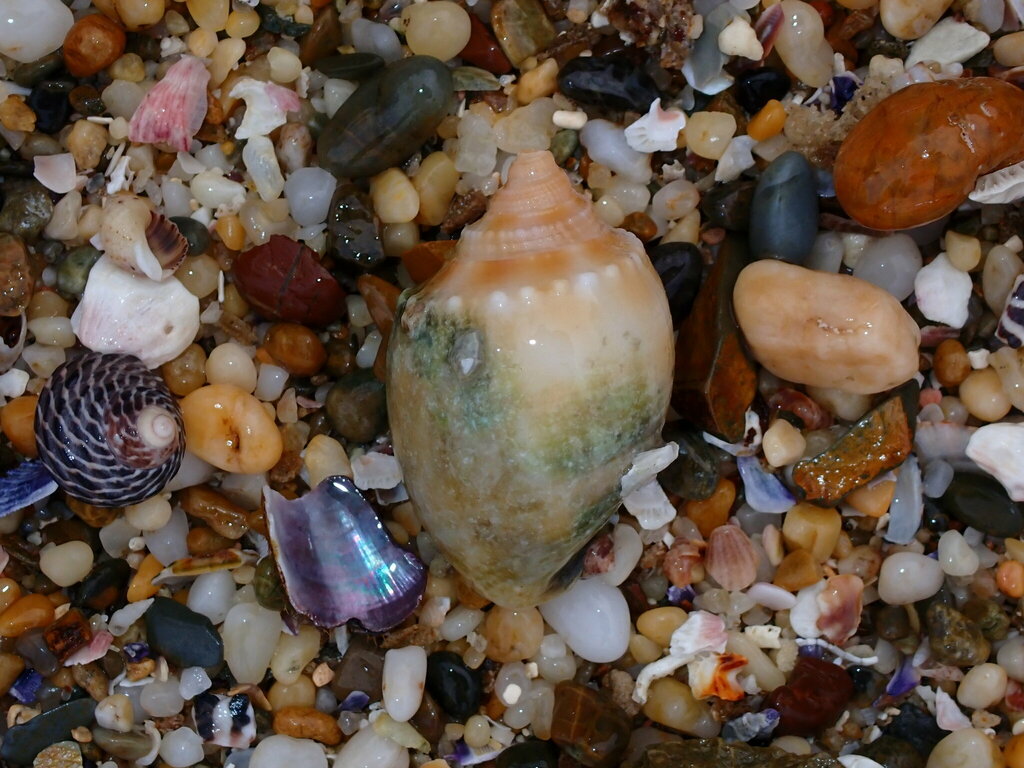 Banded Bonnet Snail from Barcoongere NSW 2460, Australia on July 4 ...