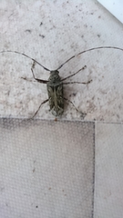 Macropophora accentifer