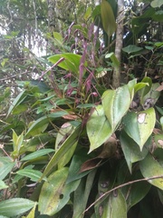 Pleurothallis phalangifera