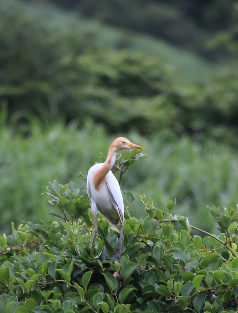 Cattle Egret From On July 3 2023 At 04 34 PM By Jackson Hu   Large 