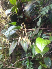 Pleurothallis phalangifera