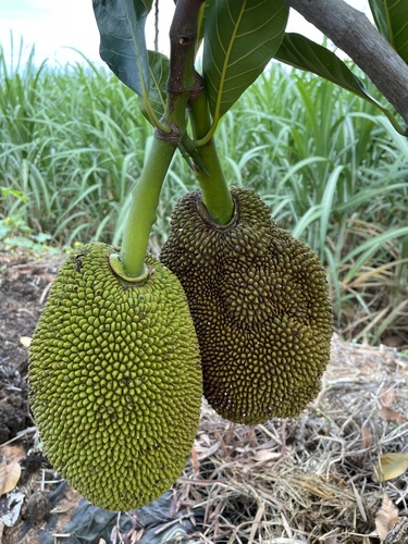 Jackfruit