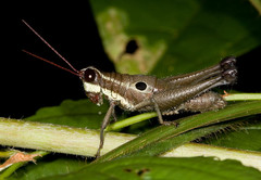 Ommatolampis perspicillata