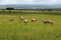 Tragelaphus oryx pattersonianus