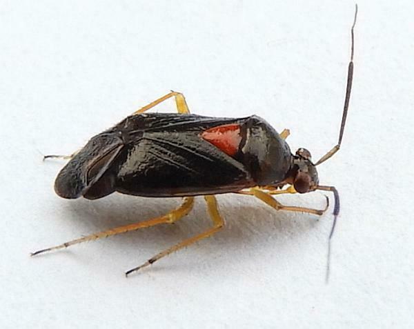 Metriorrhynchomiris fallax