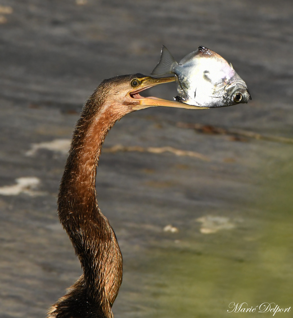 Full moony (Monodactylus falciformis) — Monodactylidae