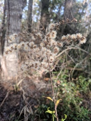 Solidago tortifolia