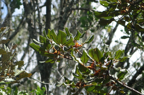 Vitex teloravina image