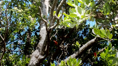 Platycercus eximius