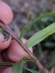 Solidago tortifolia