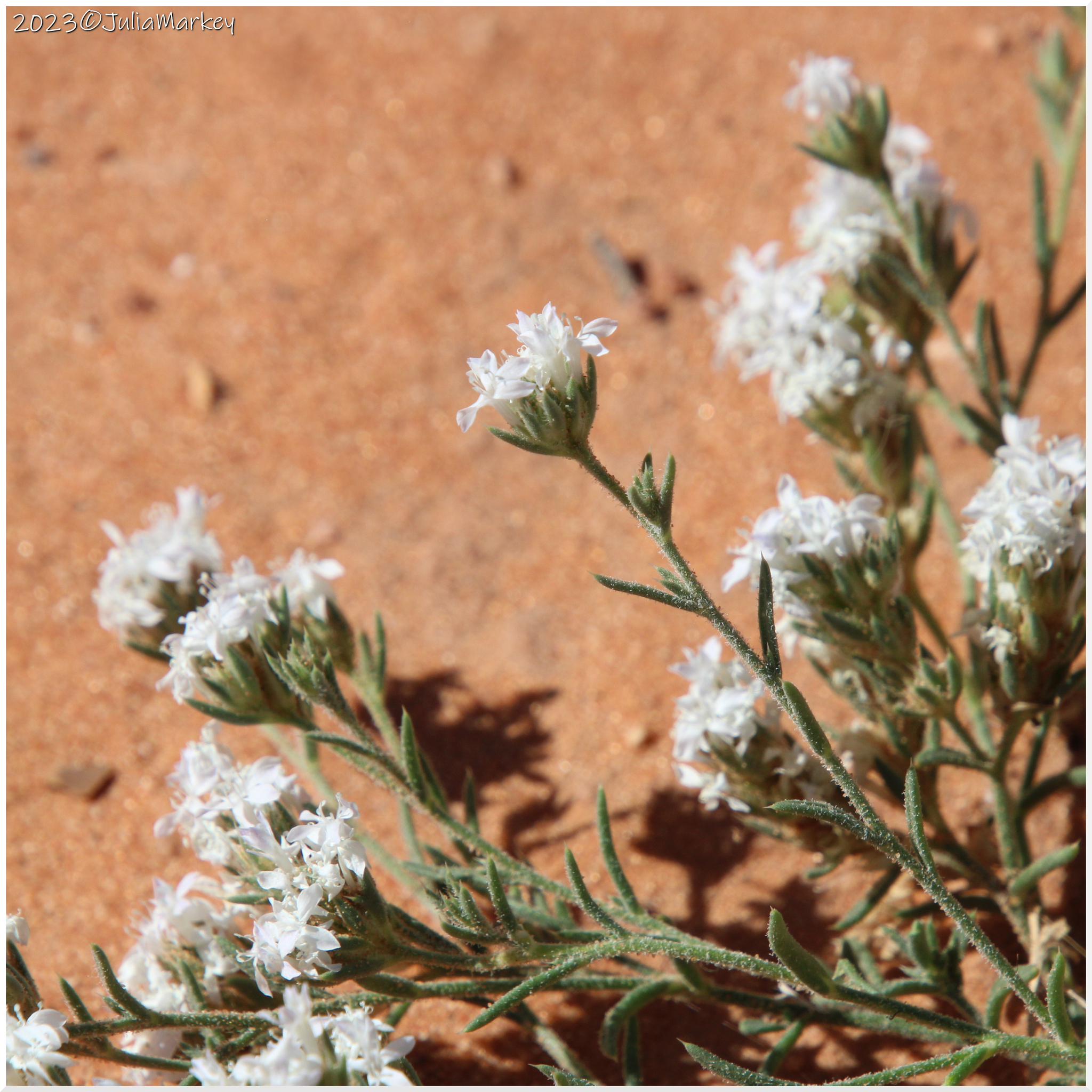 Ipomopsis gunnisonii