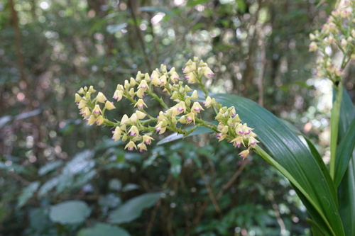 Polystachya anceps image