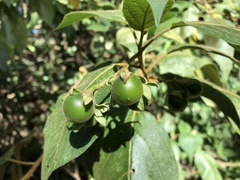 Solanum accrescens image