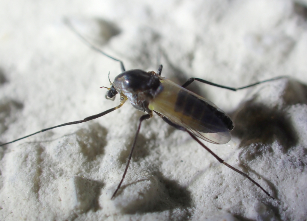 Cardiocladius fuscus