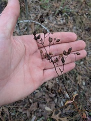 Penstemon multiflorus