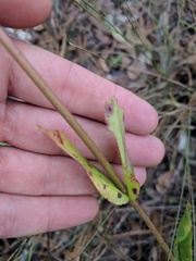 Penstemon multiflorus
