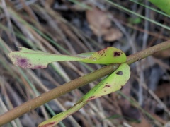 Penstemon multiflorus