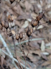 Penstemon multiflorus