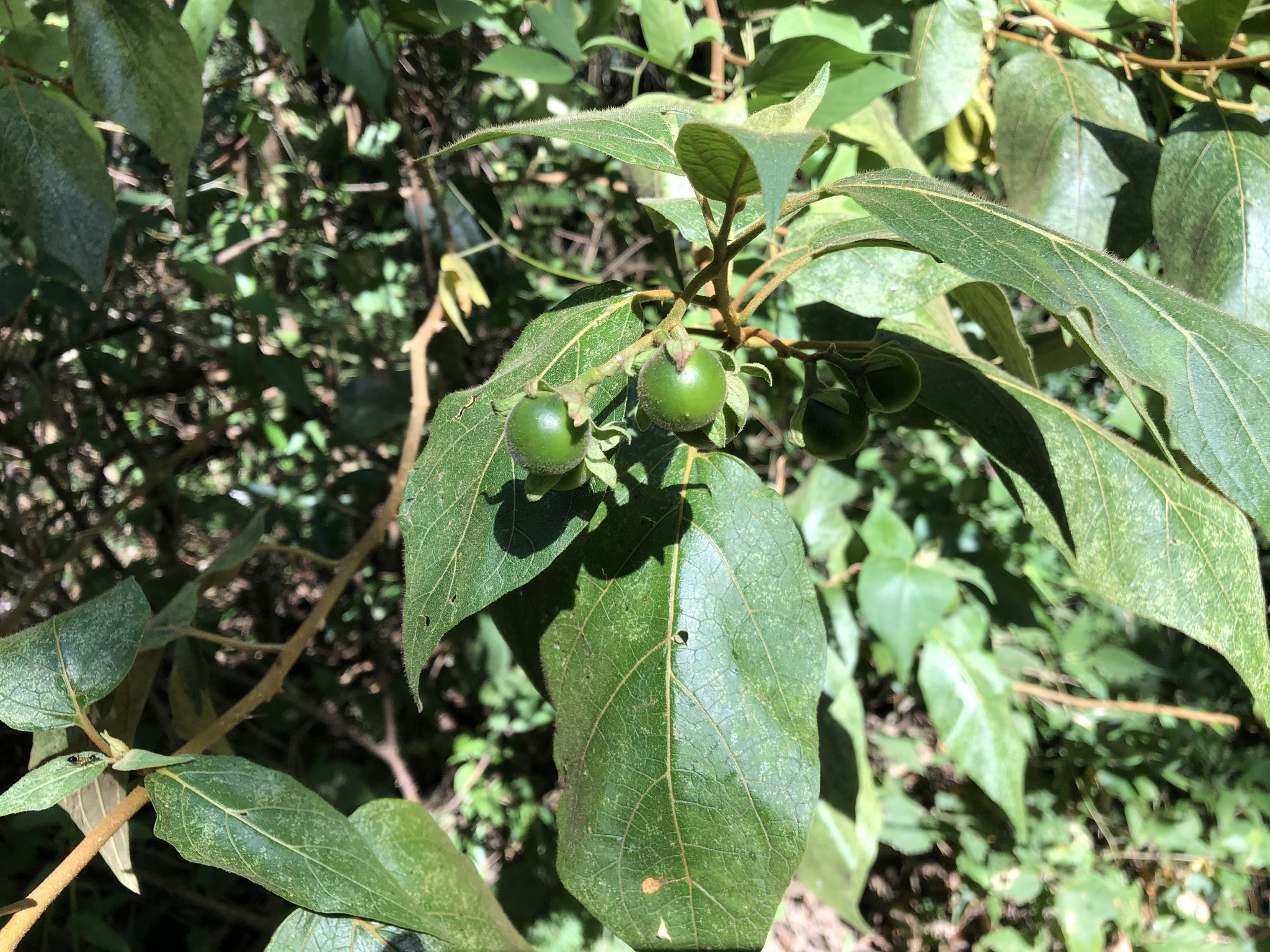 Solanum accrescens