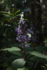Platostoma madagascariense
