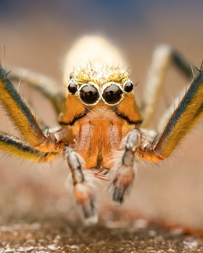 Phintella abnormis (Bösenberg & Strand, 1906)